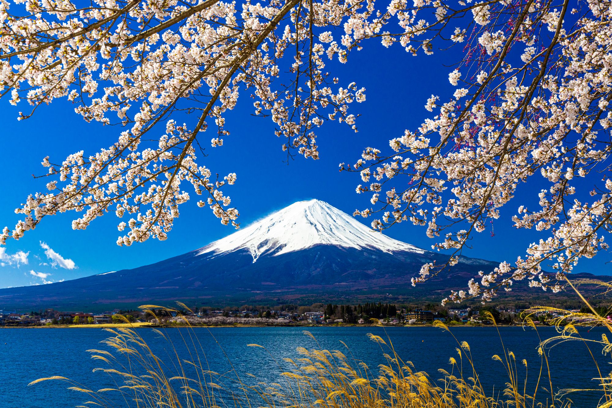 桜と新緑
